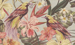 Oiseaux tropicaux 