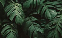 Monstera